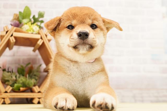 柴犬
