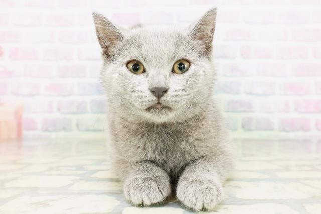 シャルトリュー