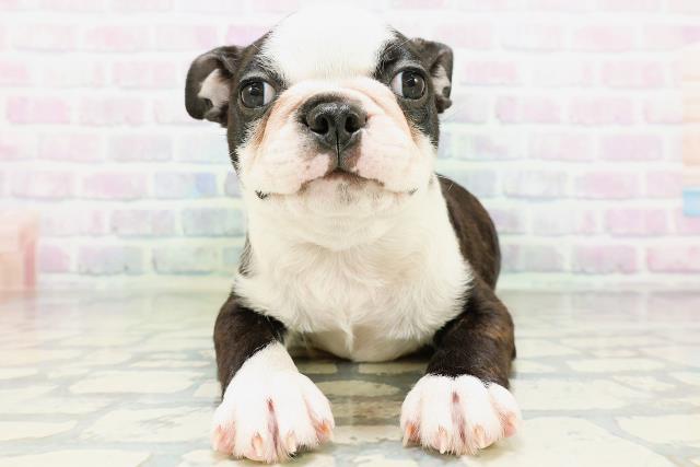 群馬県のボストンテリア (Coo&RIKU高崎店/2026年6月11日生まれ/男の子/ボストンカラー)の子犬の1枚目の画像