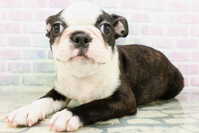 群馬県のボストンテリア (Coo&RIKU高崎店/2026年6月11日生まれ/男の子/ボストンカラー)の子犬の2枚目の画像