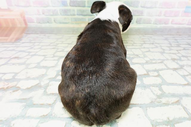 群馬県のボストンテリア (Coo&RIKU高崎店/2026年6月11日生まれ/男の子/ボストンカラー)の子犬の4枚目の画像