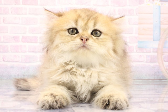 奈良県のペルシャ (Coo&RIKU奈良新庄店/2026年6月10日生まれ/女の子/チンチラゴールデン)の子猫の1枚目の画像
