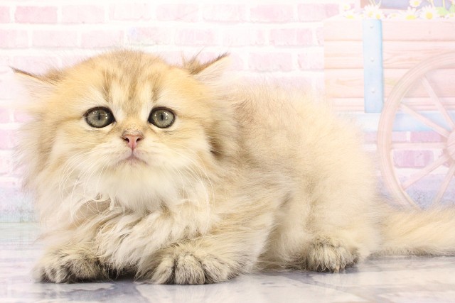 奈良県のペルシャ (Coo&RIKU奈良新庄店/2026年6月10日生まれ/女の子/チンチラゴールデン)の子猫の3枚目の画像