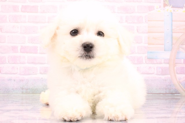 大阪府のビションフリーゼ (Coo&RIKU東大阪店/2026年6月6日生まれ/男の子/ホワイト)の子犬の1枚目の画像
