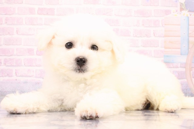 大阪府のビションフリーゼ (Coo&RIKU東大阪店/2026年6月6日生まれ/男の子/ホワイト)の子犬の2枚目の画像