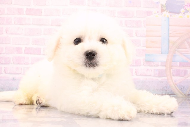 大阪府のビションフリーゼ (Coo&RIKU東大阪店/2026年6月6日生まれ/男の子/ホワイト)の子犬の3枚目の画像