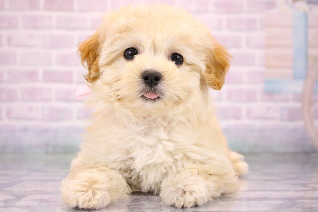 大阪府のハーフ犬・ミックス犬 (Coo&RIKU高槻店/2026年6月6日生まれ/女の子/クリーム)の子犬の1枚目の画像