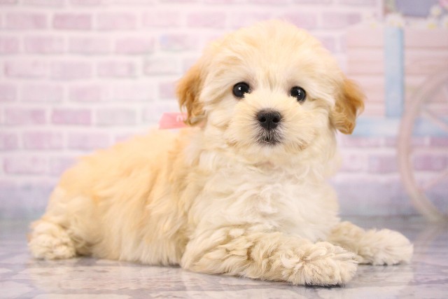 大阪府のハーフ犬・ミックス犬 (Coo&RIKU高槻店/2026年6月6日生まれ/女の子/クリーム)の子犬の2枚目の画像