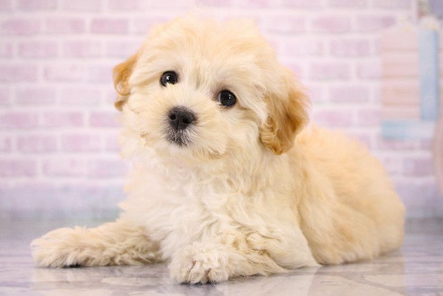 大阪府のハーフ犬・ミックス犬 (Coo&RIKU高槻店/2026年6月6日生まれ/女の子/クリーム)の子犬の3枚目の画像