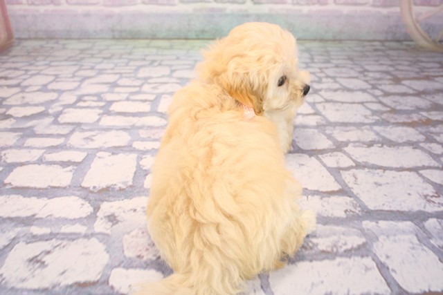 大阪府のハーフ犬・ミックス犬 (Coo&RIKU高槻店/2026年6月6日生まれ/女の子/クリーム)の子犬の4枚目の画像