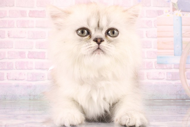 大阪府のミヌエット (Coo&RIKU寝屋川店/2026年6月5日生まれ/女の子/シルバータビー)の子猫の1枚目の画像