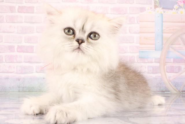 大阪府のミヌエット (Coo&RIKU寝屋川店/2026年6月5日生まれ/女の子/シルバータビー)の子猫の3枚目の画像