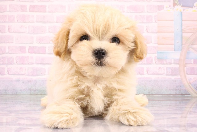 大阪府のハーフ犬・ミックス犬 (Coo&RIKU心斎橋店/2026年6月3日生まれ/男の子/クリーム)の子犬の1枚目の画像