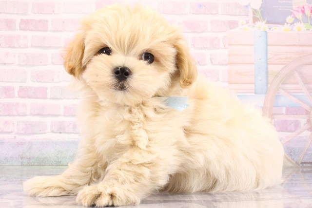 大阪府のハーフ犬・ミックス犬 (Coo&RIKU心斎橋店/2026年6月3日生まれ/男の子/クリーム)の子犬の2枚目の画像