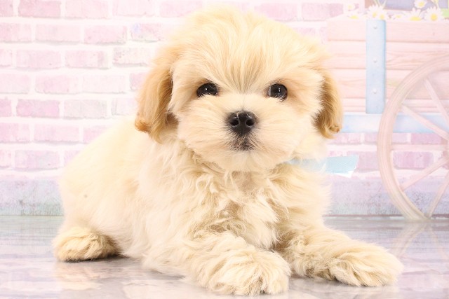 大阪府のハーフ犬・ミックス犬 (Coo&RIKU心斎橋店/2026年6月3日生まれ/男の子/クリーム)の子犬の3枚目の画像