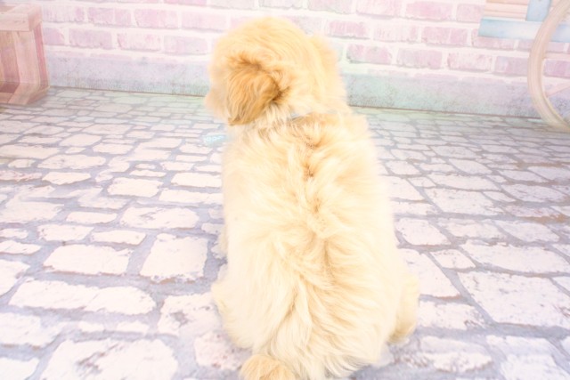 大阪府のハーフ犬・ミックス犬 (Coo&RIKU心斎橋店/2026年6月3日生まれ/男の子/クリーム)の子犬の4枚目の画像