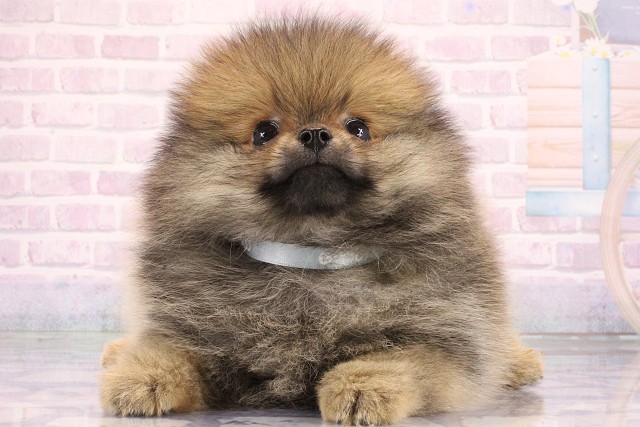大阪府のポメラニアン (Coo&RIKU心斎橋店/2026年6月5日生まれ/男の子/オレンジ)の子犬の1枚目の画像