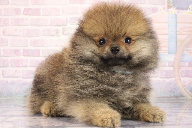 大阪府のポメラニアン (Coo&RIKU心斎橋店/2026年6月5日生まれ/男の子/オレンジ)の子犬の2枚目の画像