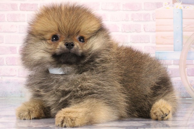 大阪府のポメラニアン (Coo&RIKU心斎橋店/2026年6月5日生まれ/男の子/オレンジ)の子犬の3枚目の画像