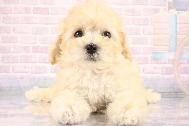 大阪府のハーフ犬・ミックス犬 (Coo&RIKU枚方店/2026年6月9日生まれ/女の子/クリーム)の子犬の1枚目の画像