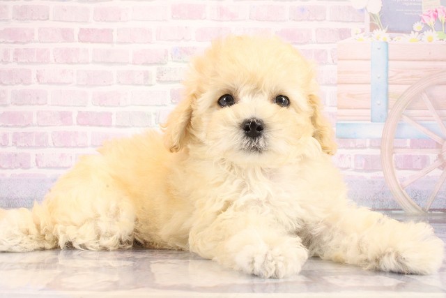 大阪府のハーフ犬・ミックス犬 (Coo&RIKU枚方店/2026年6月9日生まれ/女の子/クリーム)の子犬の2枚目の画像