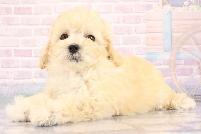大阪府のハーフ犬・ミックス犬 (Coo&RIKU枚方店/2026年6月9日生まれ/女の子/クリーム)の子犬の3枚目の画像