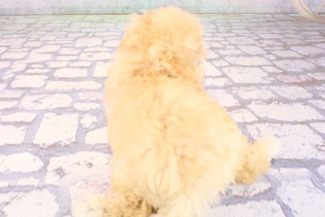 大阪府のハーフ犬・ミックス犬 (Coo&RIKU枚方店/2026年6月9日生まれ/女の子/クリーム)の子犬の4枚目の画像