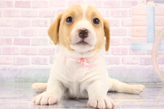 兵庫県のジャックラッセルテリア (Coo&RIKU三木店/2026年6月9日生まれ/女の子/タンホワイト)の子犬の1枚目の画像