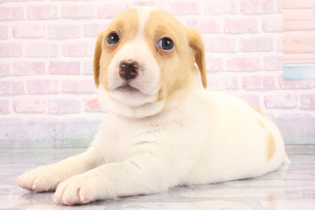 兵庫県のジャックラッセルテリア (Coo&RIKU三木店/2026年6月9日生まれ/女の子/タンホワイト)の子犬の3枚目の画像