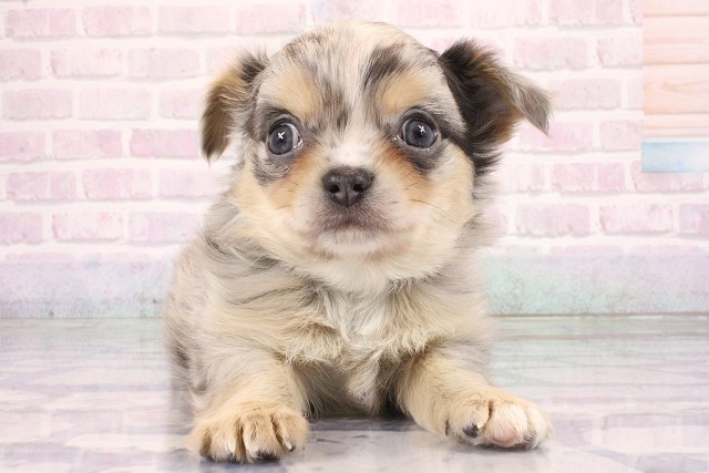 大阪府のチワワ(ロング) (Coo&RIKU枚方店/2026年6月10日生まれ/男の子/ブルーマール)の子犬の1枚目の画像
