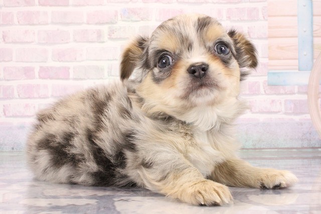 大阪府のチワワ(ロング) (Coo&RIKU枚方店/2026年6月10日生まれ/男の子/ブルーマール)の子犬の2枚目の画像