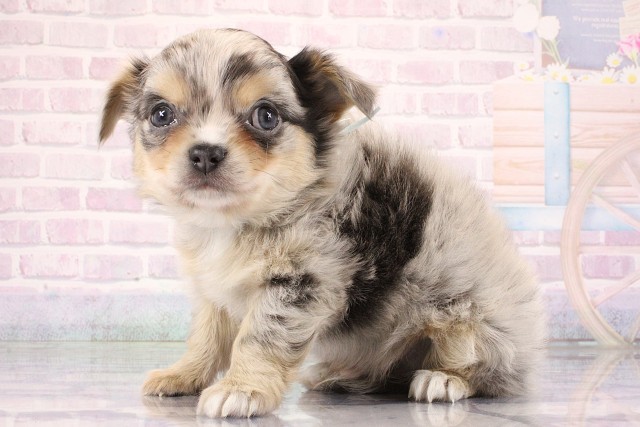 大阪府のチワワ(ロング) (Coo&RIKU枚方店/2026年6月10日生まれ/男の子/ブルーマール)の子犬の3枚目の画像