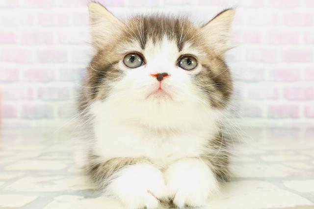 秋田県のラガマフィン (Coo&RIKU秋田店/2026年6月7日生まれ/女の子/ブラウンタビーホワイト)の子猫の1枚目の画像