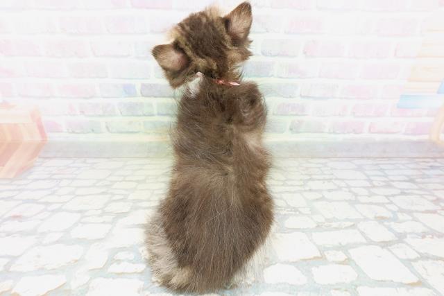 秋田県のラガマフィン (Coo&RIKU秋田店/2026年6月7日生まれ/女の子/ブラウンタビーホワイト)の子猫の4枚目の画像