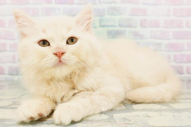 新潟県のラガマフィン (Coo&RIKUイオンモール新発田店/2026年6月1日生まれ/女の子/クリームタビー)の子猫の2枚目の画像