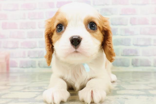 神奈川県のキャバリアキングチャールズスパニエル (Coo&RIKU横浜青葉店/2026年6月13日生まれ/男の子/ブレンハイム)の子犬の1枚目の画像