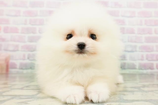 山形県のポメラニアン (Coo&RIKU山形店/2026年6月13日生まれ/男の子/クリーム)の子犬の1枚目の画像