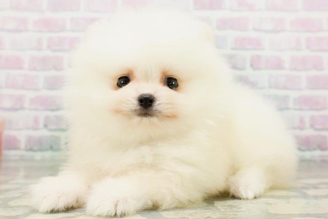 山形県のポメラニアン (Coo&RIKU山形店/2026年6月13日生まれ/男の子/クリーム)の子犬の2枚目の画像