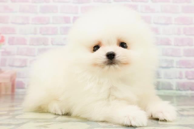 山形県のポメラニアン (Coo&RIKU山形店/2026年6月13日生まれ/男の子/クリーム)の子犬の3枚目の画像