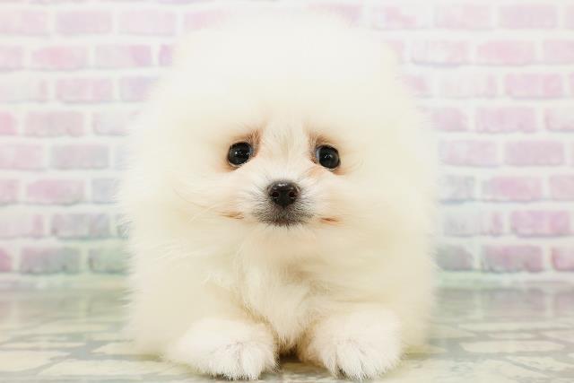 東京都のポメラニアン (Coo&RIKU吉祥寺店/2026年6月13日生まれ/男の子/クリーム)の子犬の1枚目の画像