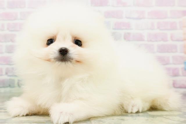 東京都のポメラニアン (Coo&RIKU吉祥寺店/2026年6月13日生まれ/男の子/クリーム)の子犬の2枚目の画像