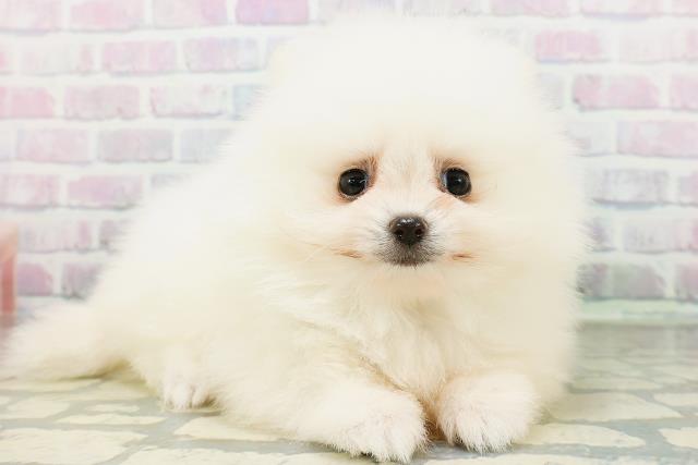 東京都のポメラニアン (Coo&RIKU吉祥寺店/2026年6月13日生まれ/男の子/クリーム)の子犬の3枚目の画像