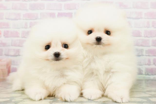 東京都のポメラニアン (Coo&RIKU吉祥寺店/2026年6月13日生まれ/男の子/クリーム)の子犬の4枚目の画像