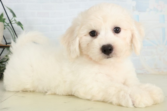 広島県のビションフリーゼ (Coo&RIKU東広島店/2026年6月11日生まれ/男の子/ホワイト)の子犬の2枚目の画像