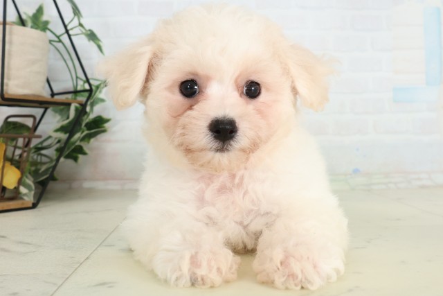 神奈川県のビションフリーゼ (Coo&RIKU秦野店/2026年6月11日生まれ/女の子/ホワイト)の子犬の1枚目の画像