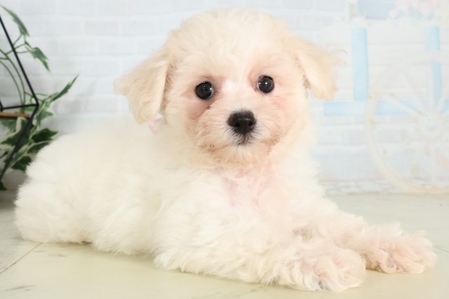 神奈川県のビションフリーゼ (Coo&RIKU秦野店/2026年6月11日生まれ/女の子/ホワイト)の子犬の2枚目の画像