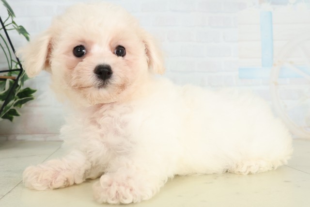 神奈川県のビションフリーゼ (Coo&RIKU秦野店/2026年6月11日生まれ/女の子/ホワイト)の子犬の3枚目の画像