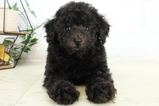 広島県のトイプードル(トイ) (Coo&RIKU東広島店/2026年6月12日生まれ/男の子/ブラック)の子犬の1枚目の画像