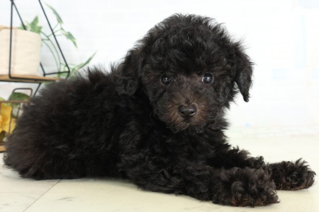 広島県のトイプードル(トイ) (Coo&RIKU東広島店/2026年6月12日生まれ/男の子/ブラック)の子犬の2枚目の画像