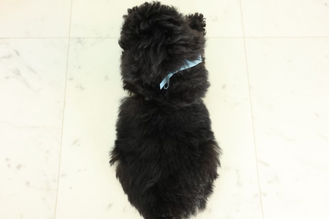 広島県のトイプードル(トイ) (Coo&RIKU東広島店/2026年6月12日生まれ/男の子/ブラック)の子犬の4枚目の画像